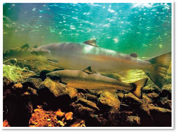 Salmon are a rare example of fish that can adapt to both salt and freshwater - photo 10