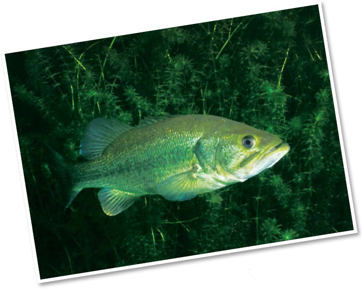 Some freshwater species like the Largemouth bass are hermaphroditic meaning - photo 11