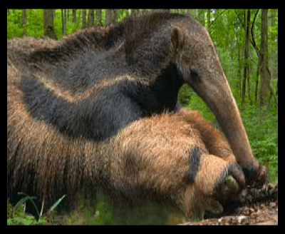 B B is for Beaver The beautiful beaver lives in the forests of North - photo 2