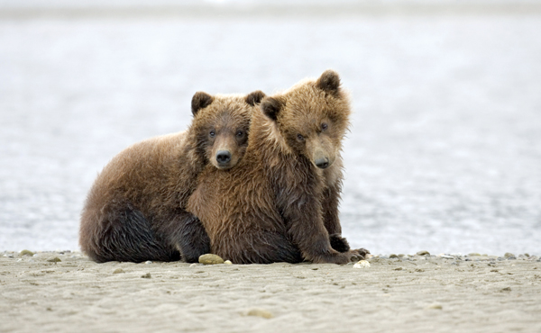 Russia Roger TidmanFLPA Little grizzlies remain with their mother for two - photo 4