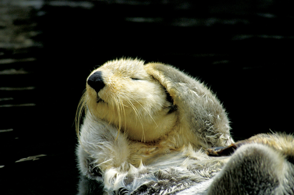 Sea otter Mark NewmanFLPA Baby sea otters spend much of their first year of - photo 5