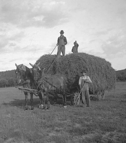 With a trusty team and a high-wheeled wagon a farmer shows off his load of hay - photo 3