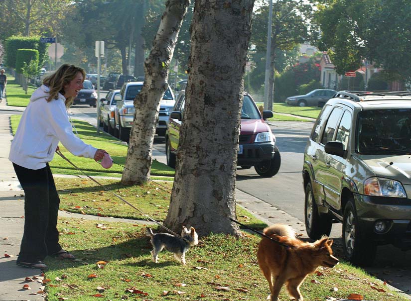 Car Wars All day long your dog tears off after the motorized monsters barking - photo 3