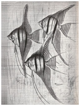 This illustration of three angelfish printed in Beldts Aquarium Catalog in - photo 3