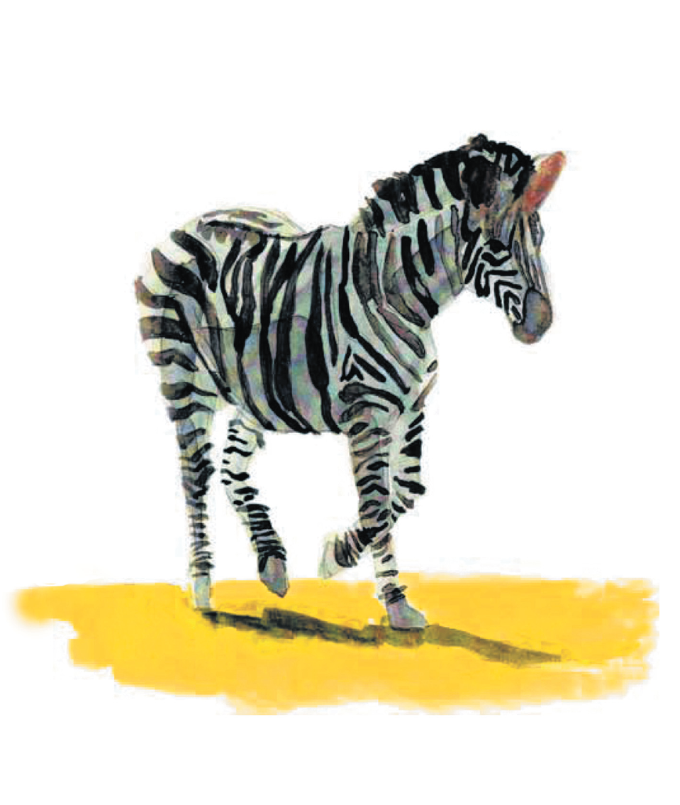 It was a bright new morning but still cool as Zeke the Zebra trotted up to - photo 3