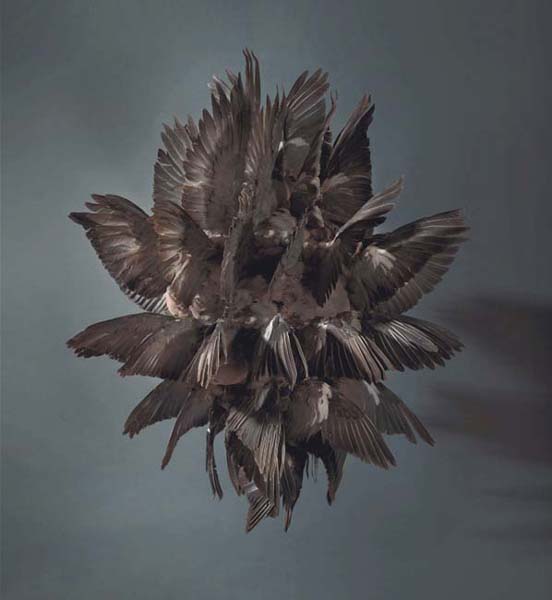 Black Fever by Polly Morgan 2010 is a cluster of crow wings inspired by - photo 7