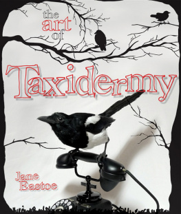 Jane Eastoe - The Art of Taxidermy