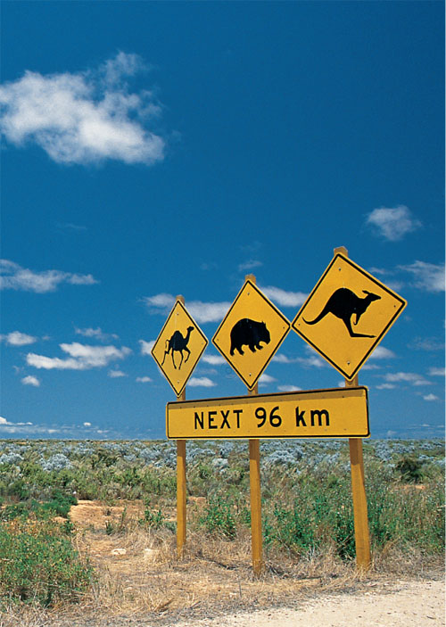 Signs warn travellers to watch out for camels wombats and kangaroos as they - photo 4