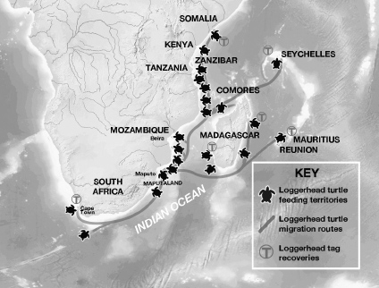 Loggerhead migration routes Post-nesting movements of leatherbacks - photo 7