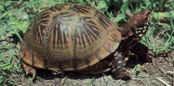 A three-toed box turtle clearly shows its attractive coloration This is the - photo 2