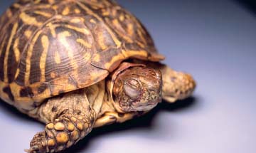 Due to the way American box turtles are maintained after collection in the - photo 4