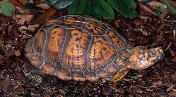 An eastern box turtle Box turtles earned their common name because of their - photo 5