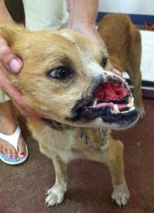 Poppy was originally a pig-hunting dog Her ears were cut off when she was just - photo 6