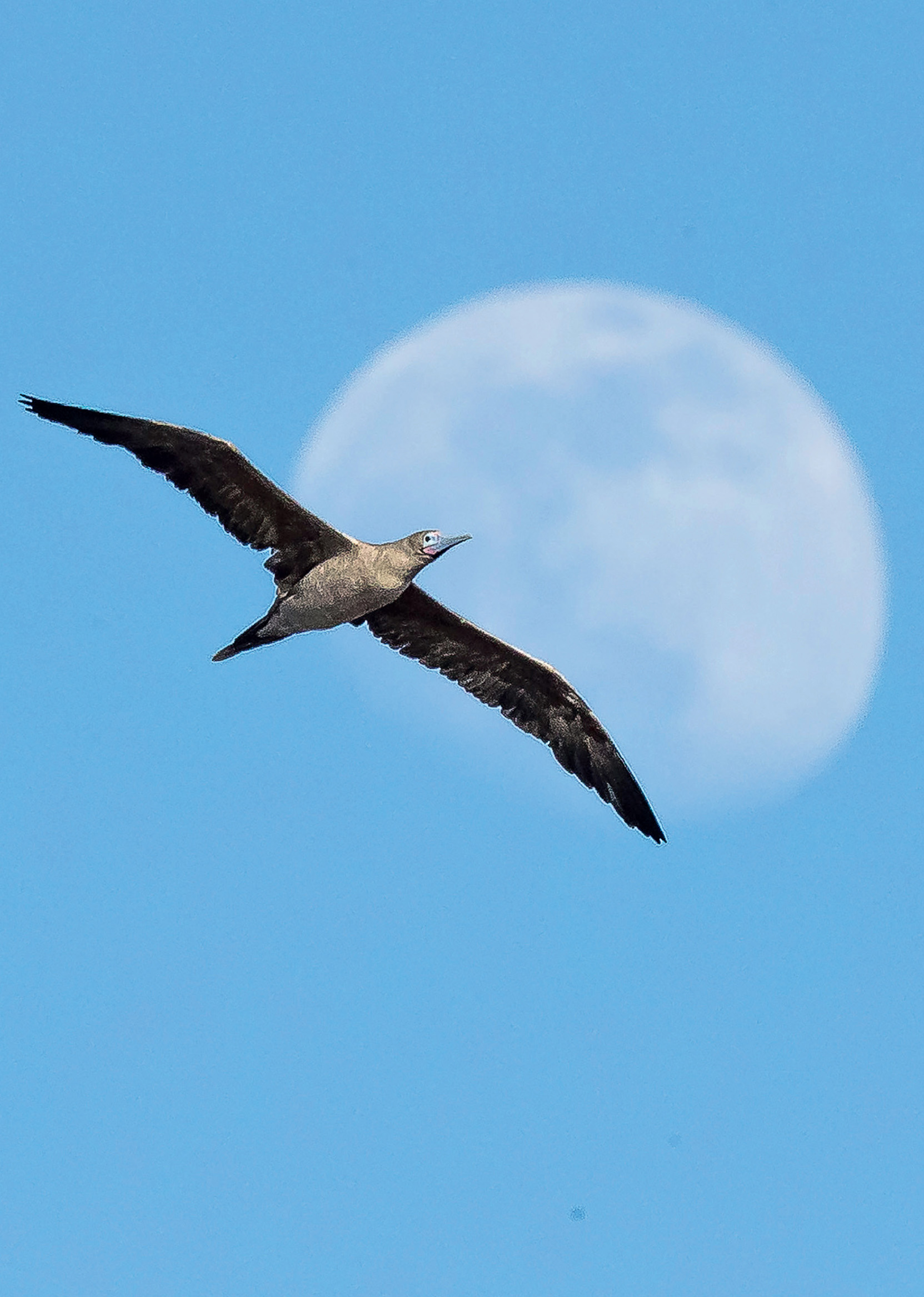 A red-footed booby passes in front of a near full moon ACKNOWLEDGMENTS John - photo 3