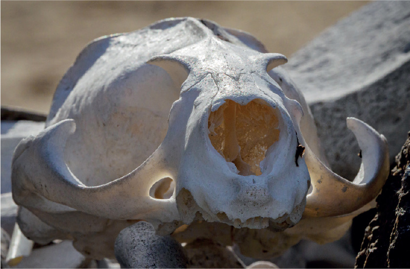 Sea lion skulls may be found along the beaches as we explore If you give them - photo 7