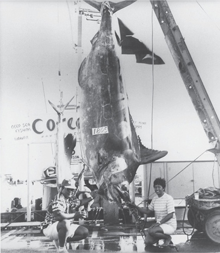 This 1805-pound Pacific blue marlin was hooked by Captain Cornelius Choy and - photo 6