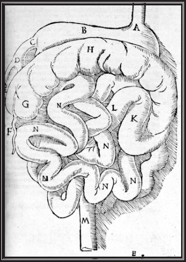 The proximity of the anus to the genitals Freud tells us is the source of - photo 4