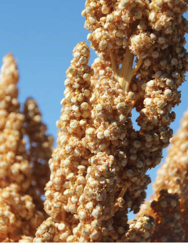 A Seed Not a True Grain Technically quinoa Chenopodium quinoa is not a true - photo 4