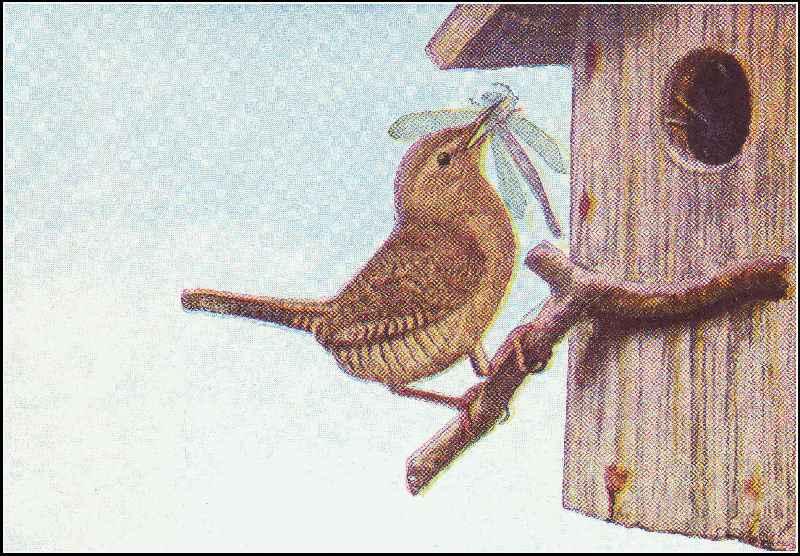 JENNY WREN This is the saucy little House Wren who builds near your home - photo 1