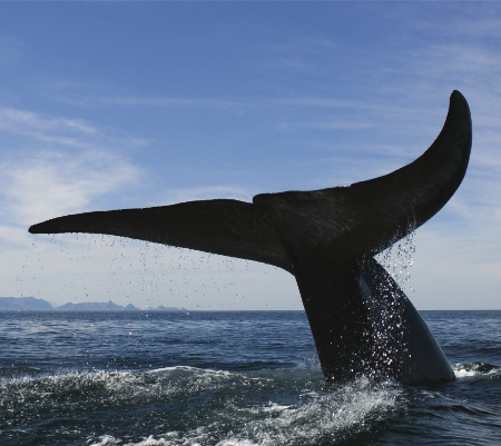 Super size Blue whales are found in all the worlds oceans They feed on tiny - photo 13