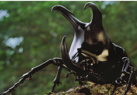 Elephants are big lifters but for its size the rhinoceros beetle wins the - photo 15