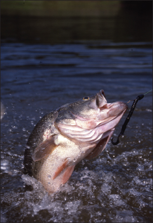 The extremely popular black bass family from the genus Micropterus are - photo 15