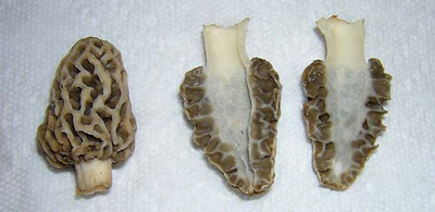 A morel outside and inside Morels are the safest mushroom to hunt They are - photo 2