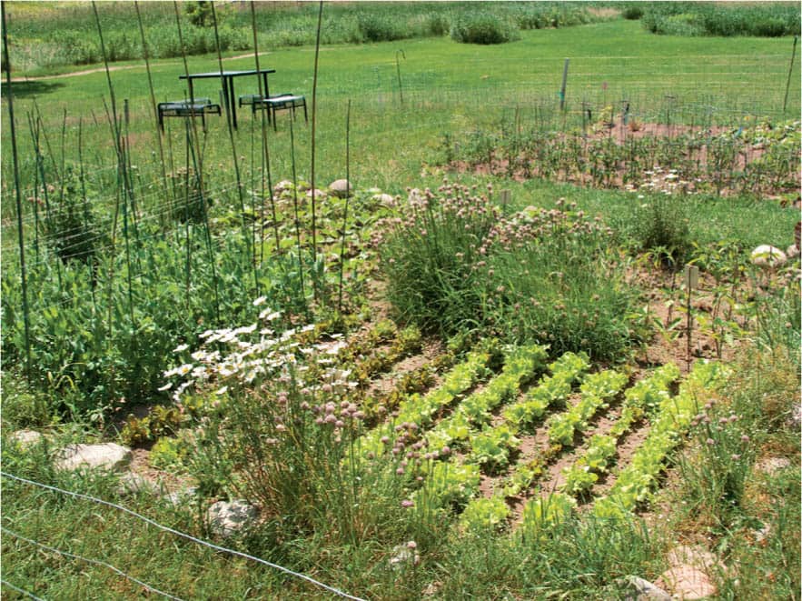 The ideal location for your vegetable garden will get plenty of sunshine - photo 6