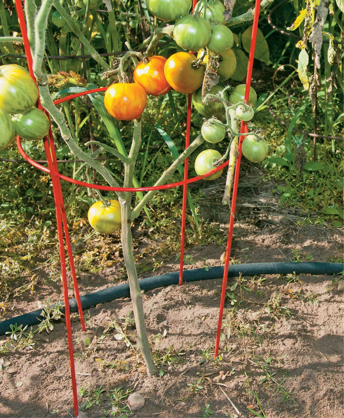 Soaker hoses are the best way to water a vegetable garden Theyre convenient - photo 9