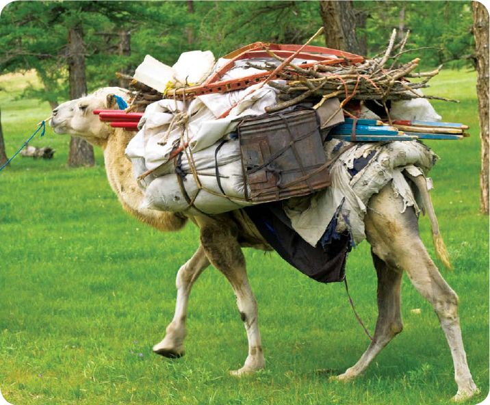 In Mongolia people move from one place to another by using camels In - photo 14