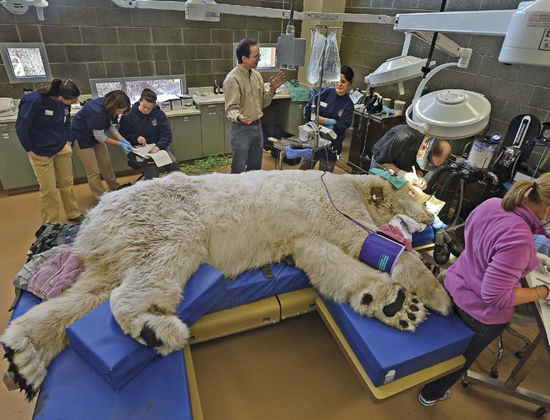 Veterinary staff at a zoo give a physical exam to a sedated polar bear In the - photo 3