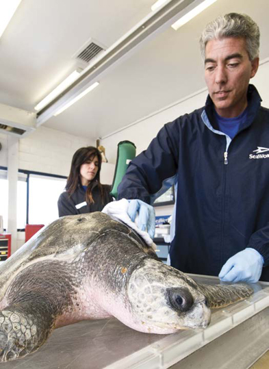 At Sea World San Diego a veterinary technician assists in treating a sea - photo 4