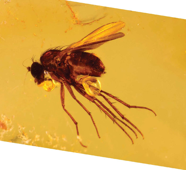 Bugs were often caught in amber because they were drawn by the sweet smell of - photo 10