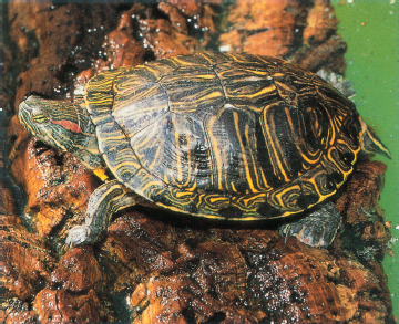 Given a proper setup red-eared sliders make one of the most stunning and - photo 2