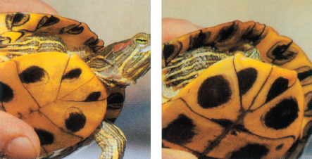 Mature male red-eared sliders left have more elongated foreclaws than females - photo 4