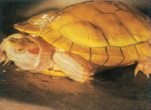 This is an adult female albino red-eared slider Photo by Chris Wood - photo 7