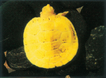 Hatchling and juvenile albino red-eared sliders have a bright yellow - photo 8