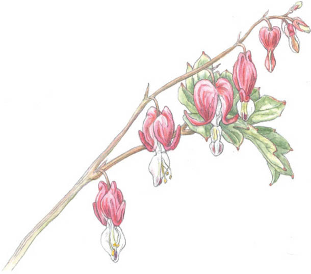 Bleeding Heart Dicentra spectabilis Moya L Andrews Illustrated by Gillian - photo 2