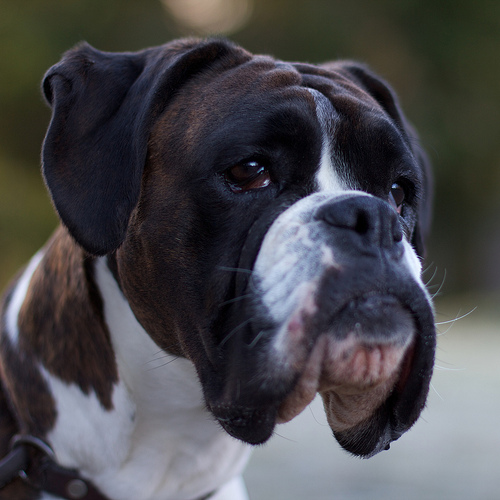 Image via Peter Hellberg The Boxers Physical Characteristics With its - photo 1