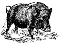 The Biggle Swine Book Much Old and More New Hog Knowledge Arranged in Alternate Streaks of Fat and Lean - image 5