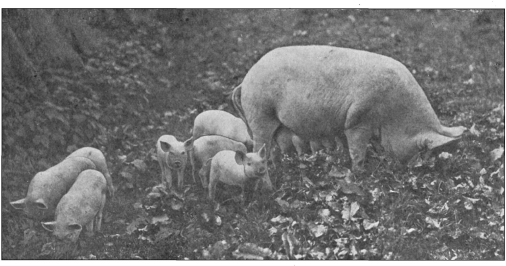 KNEE DEEP IN PASTURE-LAUGH AND GROW FAT C HAPTER I PIG FIGURES A great - photo 9