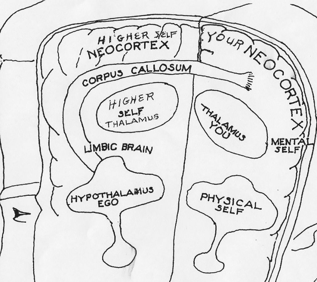 CUsersAdminDesktop3jpg The hippocampus is your memory bank and acts as - photo 1