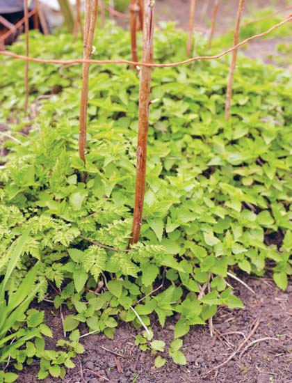 Dead nettles weed or ground cover under these raspberries What are weeds - photo 18