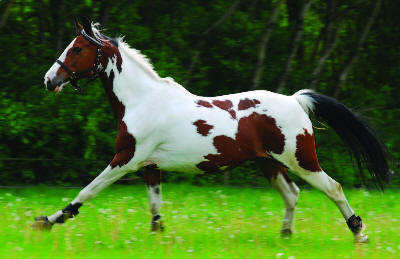 ABOVE The sight of a beautiful horse galloping at liberty can lift the - photo 5