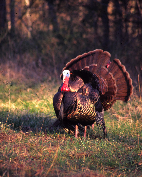 Turkey hunting has become one of the most popular hunting sports in America - photo 18