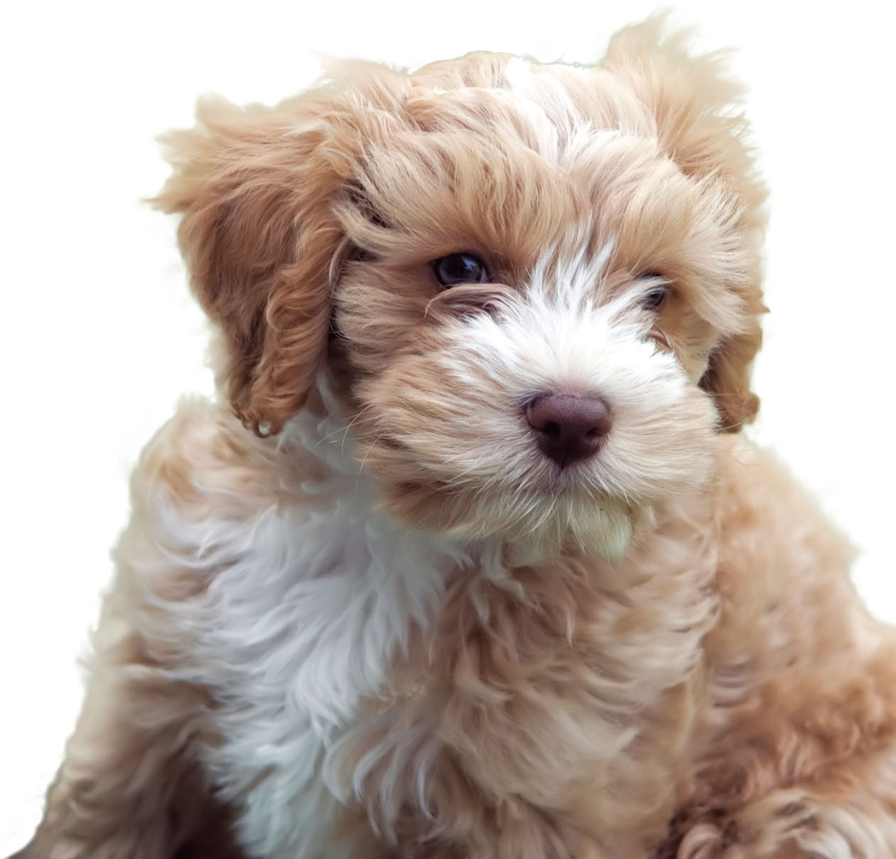 Cockapoos have soft fluffy fur Do you like small dogs that look like teddy - photo 4