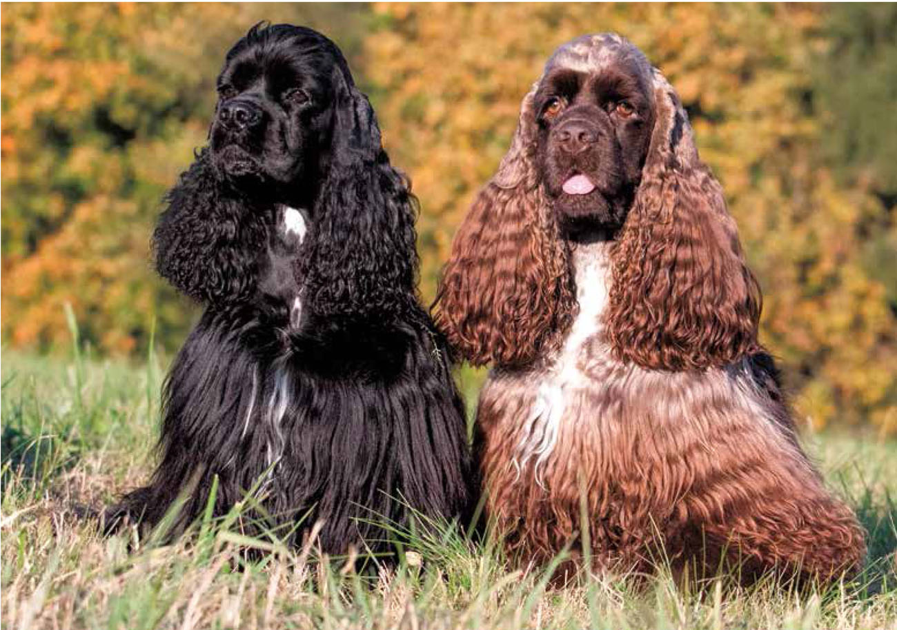 Cocker spaniels have long wavy fur traits from both their poodle and cocker - photo 8