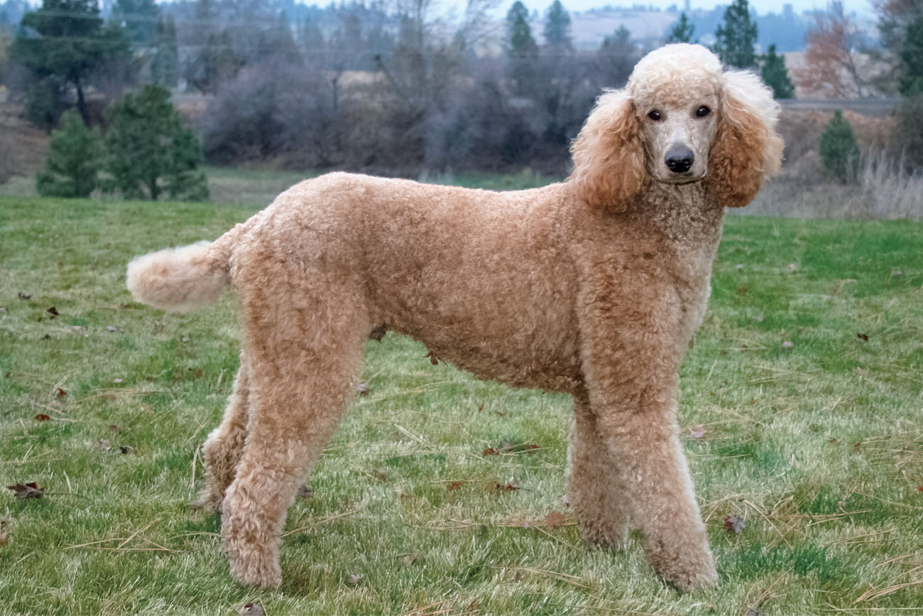 Poodles have thick curly fur POPULAR POOCHES The cockapoo is one of the most - photo 9