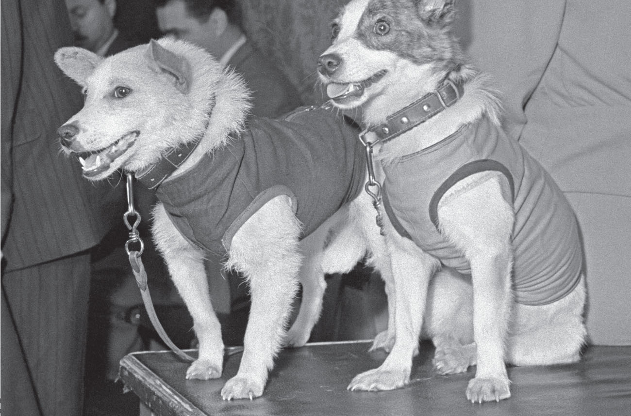 Belka left and Strelka right were stray dogs before they became the first - photo 4