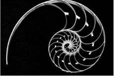 The Chambered Nautilus from stanza three Still as the spiral grew He - photo 3